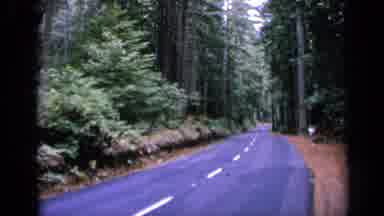 San Francisco California (1963): Beautiful View Of Vast Luscious Green Forest