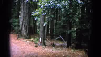 San Francisco California (1963): Train Riding On The Tracks Around Trees And The