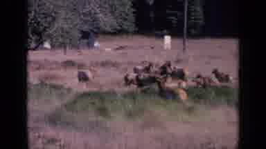 San Francisco California (1963): Heard Of Deer Feeding And Roaming In A Pasture
