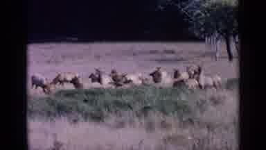 San Francisco California (1963): Herd Of Elk Grazing In Tall Grass On A Bright