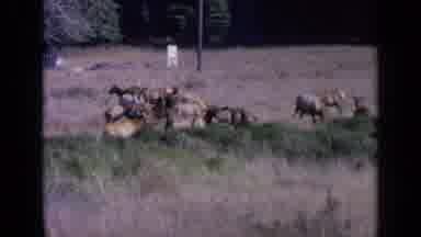 San Francisco California (1963): View Of Group Of Deer In Their Natural Habitat