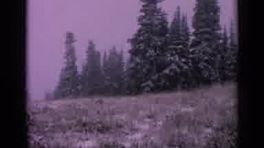 Washington USA (1963): Early Snowfall Falls Delicetely On The Beautiful Pine Trees