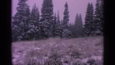 Washington USA (1963): Grass Field Clearing In An Evergreen Forest And A View Of
