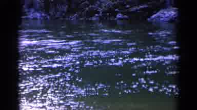 Washington USA (1963): Beautiful Scenic Pond Of Fish Splashing Around With The Sun