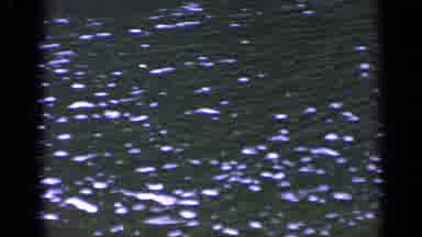 Washington USA (1963): Video Of Lake Then Fish Swimming Above The Water