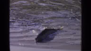 Washington USA (1963): Man Caught A Catfish And He Is Realing It In To Put In A