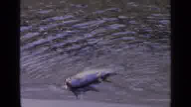 Washington USA (1963): Man Picks Up Fish From Shore By The Gills