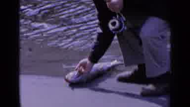 Washington USA (1963): A Fisherman Caught A Fish And Tried To Pick The Fish Up