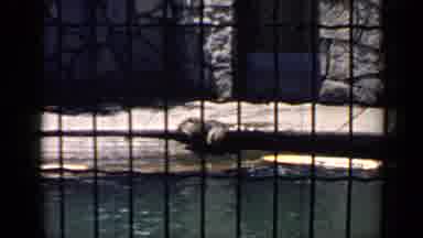 Chicago Illinois (1957): Animals In Zoo Enclosure With Pool Sit Outside Water
