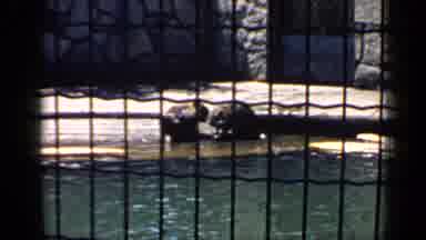 Chicago Illinois (1957): Pair Of Otters And Deer Sitting In Cages On A Bright