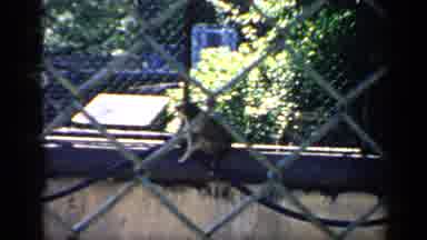 Chicago Illinois (1957): A Raccoon Sitting On A Fence With A Fence Scratching Its