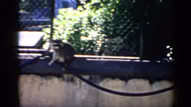 Chicago Illinois (1957): Raccoon And Primate In Separate Enclosures At Animal Park