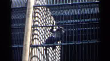 Chicago Illinois (1957): Monkey In Cage Playing And Climbing The Bars
