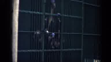 Chicago Illinois (1957): Chimps Hang On The Bars Of Their Enclosures As They Look