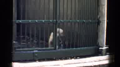Chicago Illinois (1957): The Sad Life Of A Small Monkey Living Trapped In The Zoo