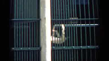 Chicago Illinois (1957): A Monkey At The Zoo Approaching The Bars And Playing