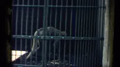 Chicago Illinois (1957): A Monkey Climbs Up Steps In Its Large Animal Cage
