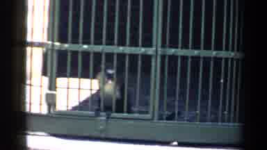 Chicago Illinois (1957): Different Species Of Monkeys Closed Behind The Bars One