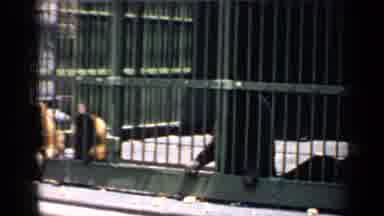 Chicago Illinois (1957): Three Monkeys Standing In A Cage And A Large Elephant In