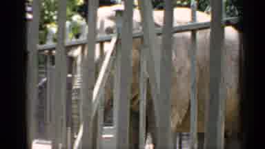Chicago Illinois (1957): Large Animal Is Behind Cage Then Wolf Like Animal Moves