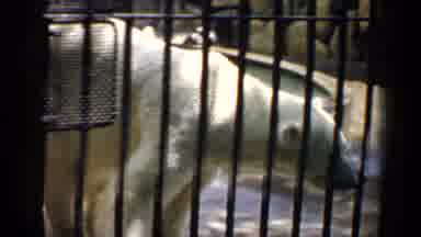 Chicago Illinois (1957): Polar Bears And Black Bears Roaming In Their Cages At The