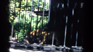 Chicago Illinois (1957): One Tiger Tries To Mount Another Then Ladies Walk Through
