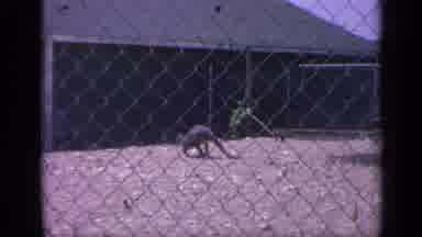 Colorado USA (1959): Kangaroo Slowly Walking In An Enclosure