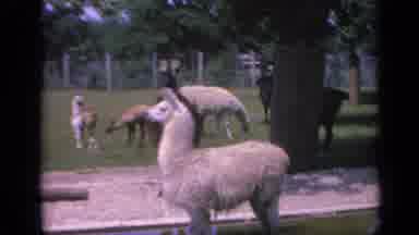 Colorado USA (1959): Llama Flock With Young Grazing In An Enclosure In Sun And