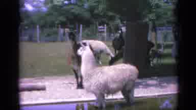 Colorado USA (1959): Alpacas Eat Grass And Look Around Their Enclosure And One Is