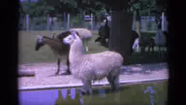 Colorado USA (1959): Bears Relaxing In An Enclosed Area Then Llamas Standing On