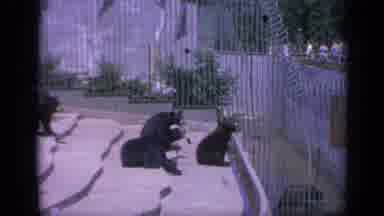COLORADO USA-1959: Bear Cubs Playing In Zoo Enclosure