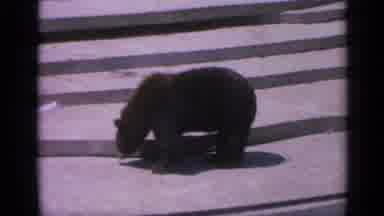 Colorado USA (1959): There Is Bear Seems Like He Is Eating Something Which Seems