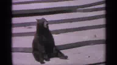 Colorado USA (1959): Bear Walking And Sitting Down As People Watch