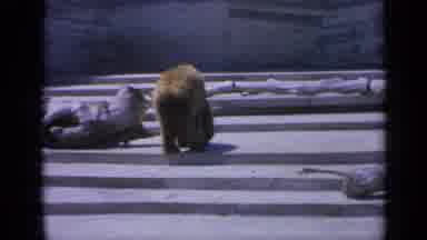 Colorado USA (1959): Big Brown Bear Walking Past Huge Logs Scavenging Towards Food