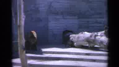 Colorado USA (1959): Bear Walking Around In The Zoo