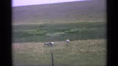 Colorado USA (1959): Farmer Grazes Goat In Grazing Field Beneath Mountains Under