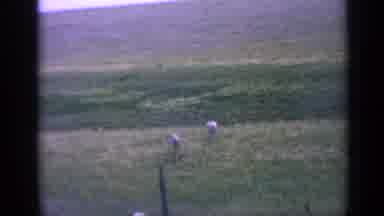 Colorado USA (1959): In A Field Of Small Rolling Hills Two Deer Feed Upon The