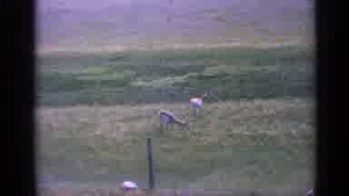 Colorado USA (1959): Pair Of Gazelles Grazing In Field On A Clear Day