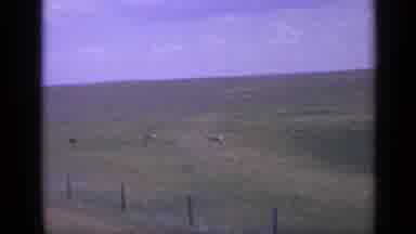 Colorado USA (1959): Deer Eating Yummy Spring Green Grass Staring At Fence Keeping