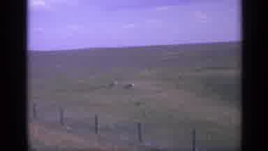 Colorado USA (1959): Two Light Brown Animals Walking Out In An Open Field