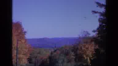 Colorado USA (1959): Forest With Big Colorful Trees That Go On For Miles