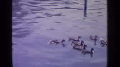 Greenwood Lake New York (1964): Ducks Splashing In A Pond Followed By Adults In A