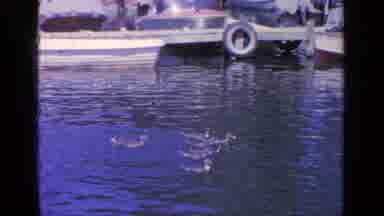Greenwood Lake New York (1964): Ducks In A Pond Swimming In A Group With Each