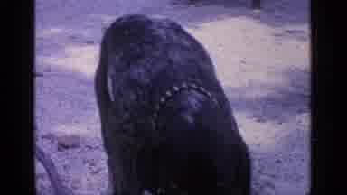 Greenwood Lake New York (1964): Dog Wonders Through A Family Eating A Meal Outside