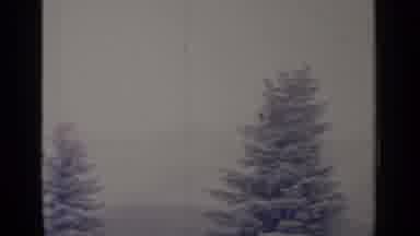 Greenwood Lake New York (1964): Sweeping View Of The Tops Of Very Tall Pine Trees