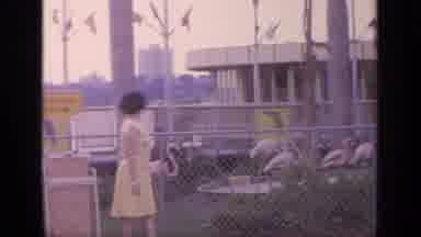 Flushing Meadows New York (1964): A Woman Watches A Flock Of Flamingos Walking