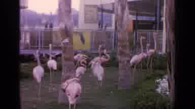 Flushing Meadows New York (1964): Flamingoes In An Enclosure And A Sailing Ship