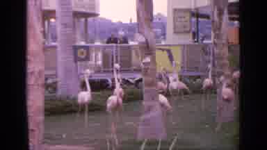 Flushing Meadows New York (1964): Flock Of Beautiful Pink Flamingos Walking Around