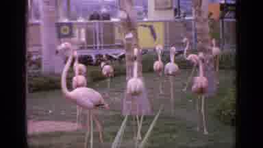 Flushing Meadows New York (1964): Pat Of Pink Flamingo Birds Roaming Green Zoo