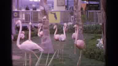 Flushing Meadows New York (1964): Large Flock Of Pink Flamingos Gracefully Walking